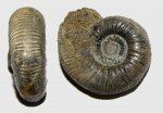 Аммонит Indosphinctes sp. или Choffatia sp. или Subgrossouvria sp.