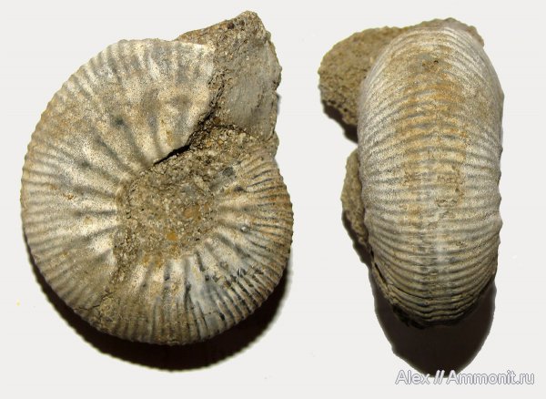 аммониты, юра, Kosmoceras, нижний келловей, келловей, Никитино, Kosmoceratidae, Kosmoceras planicerclus, Ammonites, Callovian, Jurassic, Middle Jurassic, Lower Callovian