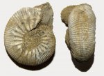 Kosmoceras planicerclus