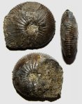 Kosmoceras (Gulielmiceras) anterior