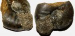 Устье Kosmoceras enodatum