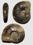 Kosmoceras (Gulielmiceras) anterior