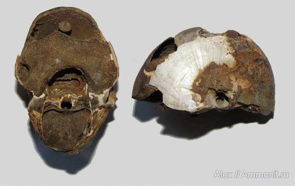 юра, наутилусы, юрский период, Никитино, Cenoceras, поперечное сечение, Nautilida, Nautilidae, Jurassic