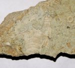 Странная брахиопода Keyserlingina sp.