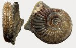 Кимериджский Amoeboceras (Amoebites) sp.