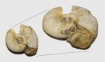 Indosphinctes sp. с брахиоподой