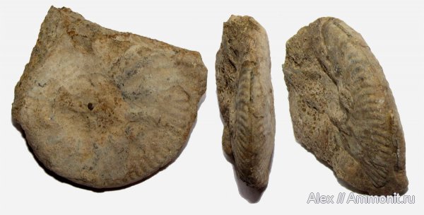 аммониты, юра, Lunuloceras, нижний келловей, келловей, Никитино, Hecticoceratinae, Ammonites, Callovian, Jurassic, Middle Jurassic, Lower Callovian