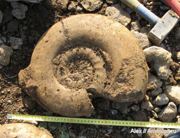 аммониты, юра, нижний келловей, келловей, Indosphinctes mutatus, Indosphinctes, Никитино, Perisphinctidae, Ammonites, Callovian, Jurassic, Middle Jurassic, Lower Callovian