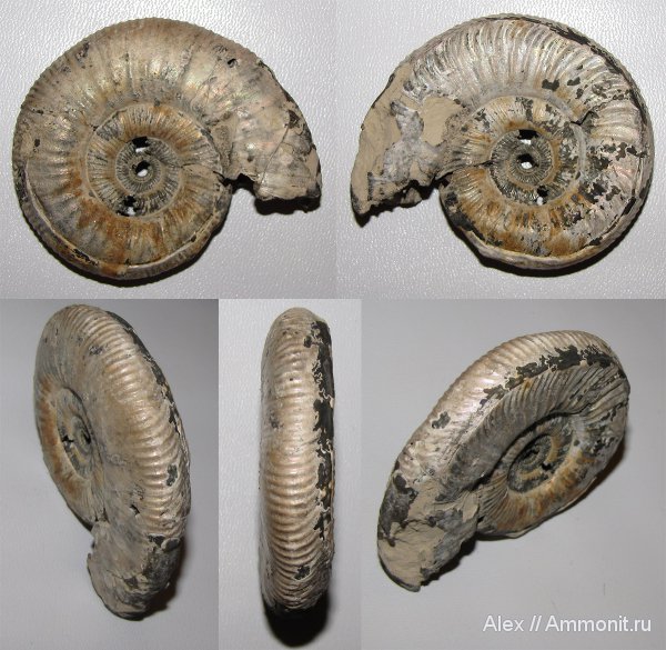 аммониты, юра, Михайлов, Binatisphinctes, келловей, Perisphinctidae, прижизненные повреждения, Ammonites, ammonoid sublethal injuries, Callovian, Jurassic, Middle Jurassic