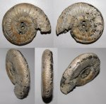 Binatisphinctes, сильно покусанный
