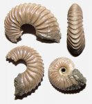 Pseudocadoceras и Longaeviceras