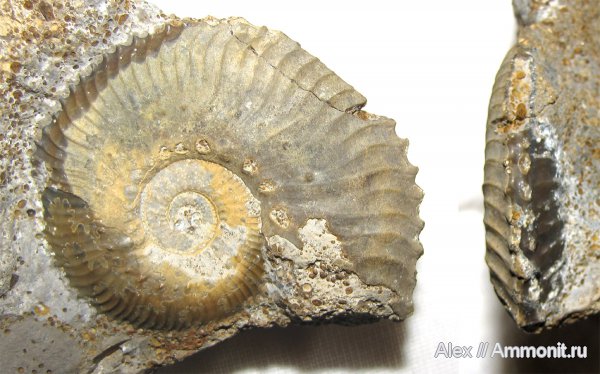 аммониты, Kosmoceras, нижний келловей, келловей, Никитино, Kosmoceratidae, Gulielmiceras anterior, Gulielmiceras, Ammonites, Callovian, Middle Jurassic, Lower Callovian