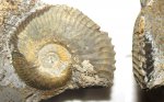 Gulielmiceras anterior