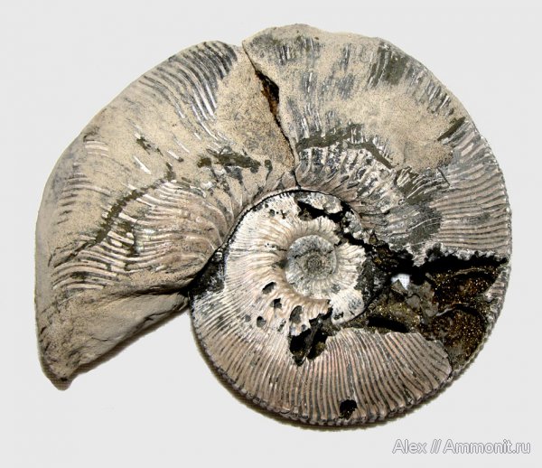 юра, Михайлов, Kosmoceras, келловей, Спартак, Kosmoceras proniae, Kosmoceras phaeinum, Kosmoceratidae, Callovian, Jurassic, Middle Jurassic