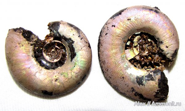 Kachpurites, волжский ярус, Мневники, Kachpurites fulgens, Volgian