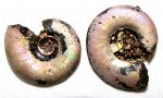 Kachpurites fulgens из Мневников