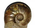 Kosmoceras enodatum обработанный