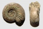 Оксфордский аммонит с Унжи (Perisphinctidae)
