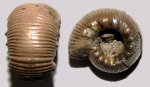 Кимериджский аммонит Rasenia sp.