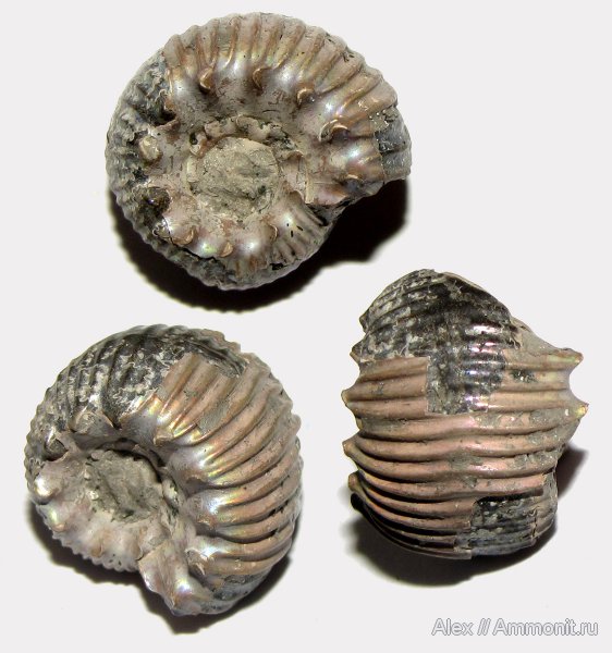 аммониты, юра, кимеридж, Rasenia, р. Унжа, Михаленино, Ammonites, Aulacostephanidae, Kimmeridgian, Jurassic, Upper Jurassic