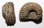 Кимериджский Amoeboceras (Amoebites bayi)