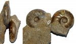 Такие разные enodatum'ы