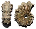Шипастый Kosmoceras pollux