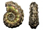 Маленький Kosmoceras aculeatum