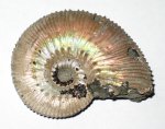 Поздний Kosmoceras phaeinum