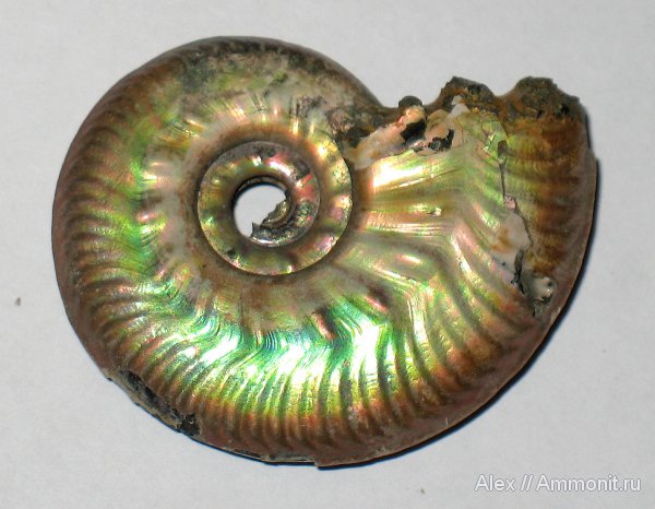 аммониты, юра, Михайлов, Lunuloceras, Lunuloceras mikhailowense, Hecticoceratinae, Ammonites, Jurassic