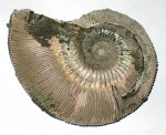 Крупный Kosmoceras phaeinum