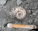 Крупный Erymnoceras doliforme