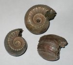 Три Erymnoceras doliforme