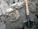 Макроконх Binatisphinctes sp. из Михайлова