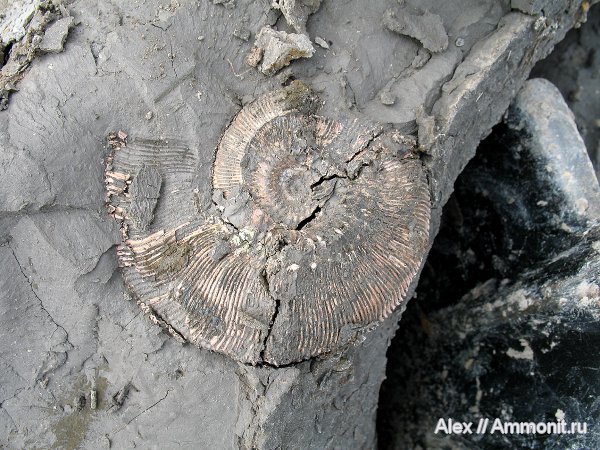 аммониты, юра, Михайлов, Kosmoceras, келловей, Kosmoceras phaeinum, Kosmoceratidae, Ammonites, Callovian, Jurassic, Middle Jurassic
