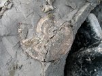 Kosmoceras phaeinum в породе