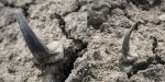 Зуб юрской акулы Sphenodus longidens
