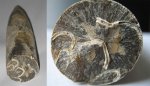 Белемнит Cylindroteuthis с серпулами