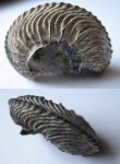 Аммонит Cardioceras sp. Аммонит Cardioceras sp.
