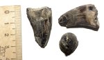 Зуб плиозавра Liopleurodon cf. ferox