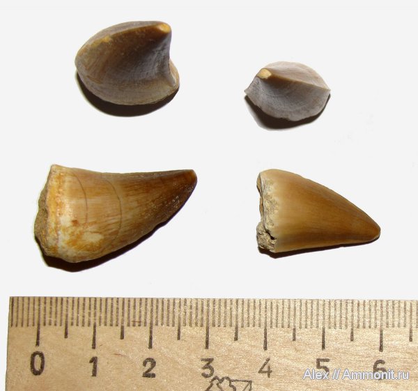 водные рептилии, зубы, мозазавры, Mosasaurus, Mosasaurus anceps, teeth
