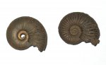 Два аммонита Amoeboceras