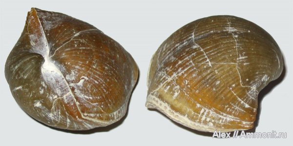 брахиоподы, карбон, Голутвин, Choristites, каменноугольный период, Carboniferous, Choristites mosquensis, Spiriferida
