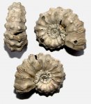 Kosmoceras pollux