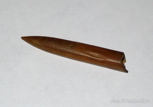 белемниты, юра, Фили, юрский период, волжский ярус, Cylindroteuthis, прижизненные повреждения, Volgian, Jurassic, belemnites