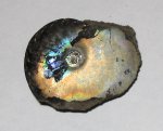 Аммонит Garniericeras catenulatum