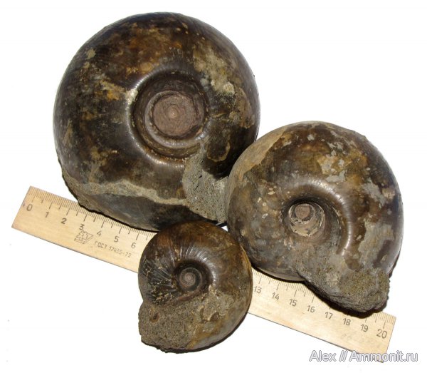 нижний келловей, келловей, Rondiceras, Никитино, Rondiceras milaschevici, Rondiceras tcheffkini, Cadoceratinae, Cardioceratidae, Callovian, Middle Jurassic, Lower Callovian