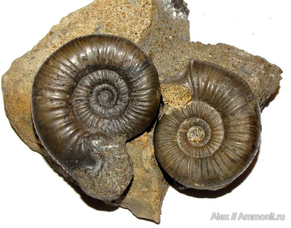 аммониты, юра, микроконхи, нижний келловей, келловей, Indosphinctes, Никитино, Perisphinctidae, ушки, устье, Indosphinctes nikitinoensis, Ammonites, Microconchs, lappets, Callovian, Jurassic, Middle Jurassic, Lower Callovian