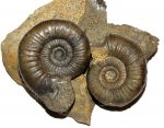 Два Indosphinctes nikitinoensis