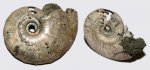 Sublunuloceras lonsdalii и Kosmoceras sp. с сифоном
